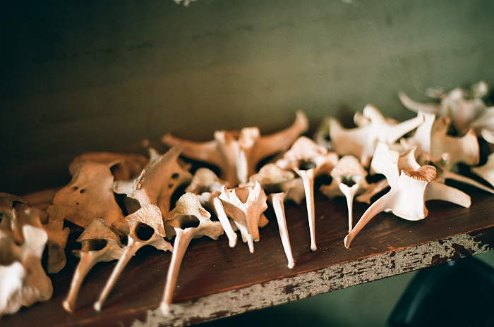 Animal bones on a shelf