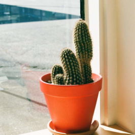 Potted cactus in sunny window