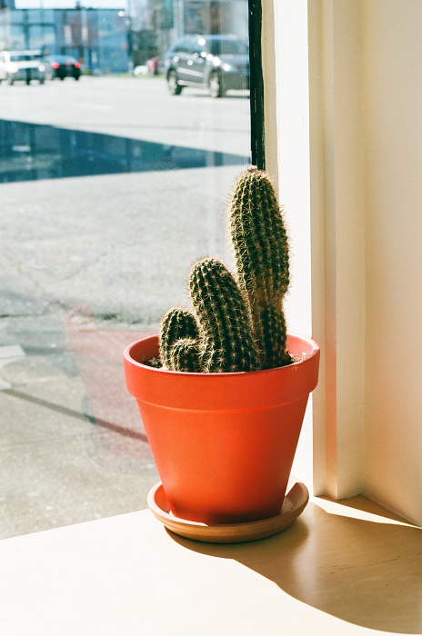 Potted cactus in sunny window