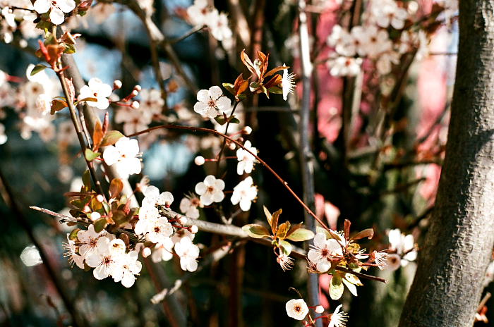 Cherry Blossoms